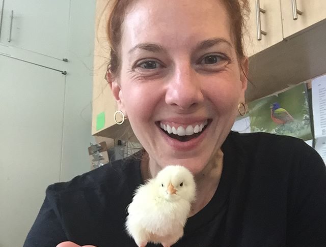 收編流浪雞「還為牠搬到郊區」 小雞長大超貼心「會幫忙做家事」:換偶報恩了~