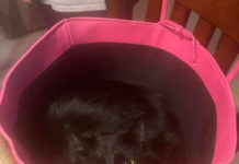 陌生阿姨來打掃衛生! 黑貓當家作主「叼紙杯」禮貌問候:要喝水休息一下嗎?